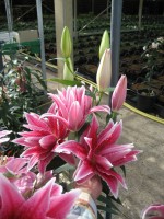 [Roselily Thalita (992).jpg]